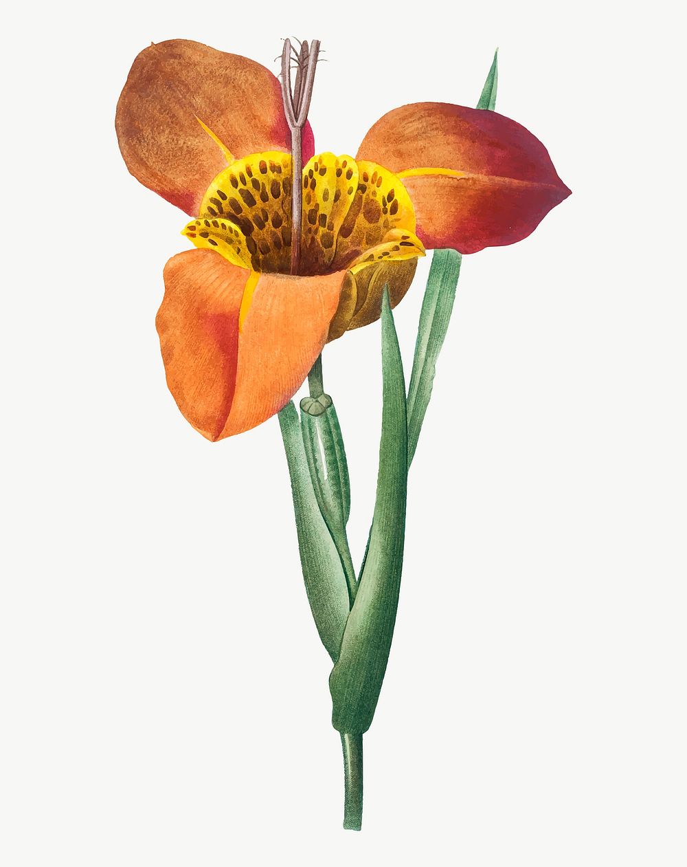 Mexican Shell flower vector botanical art print, remixed from artworks by Pierre-Joseph Redout&eacute;