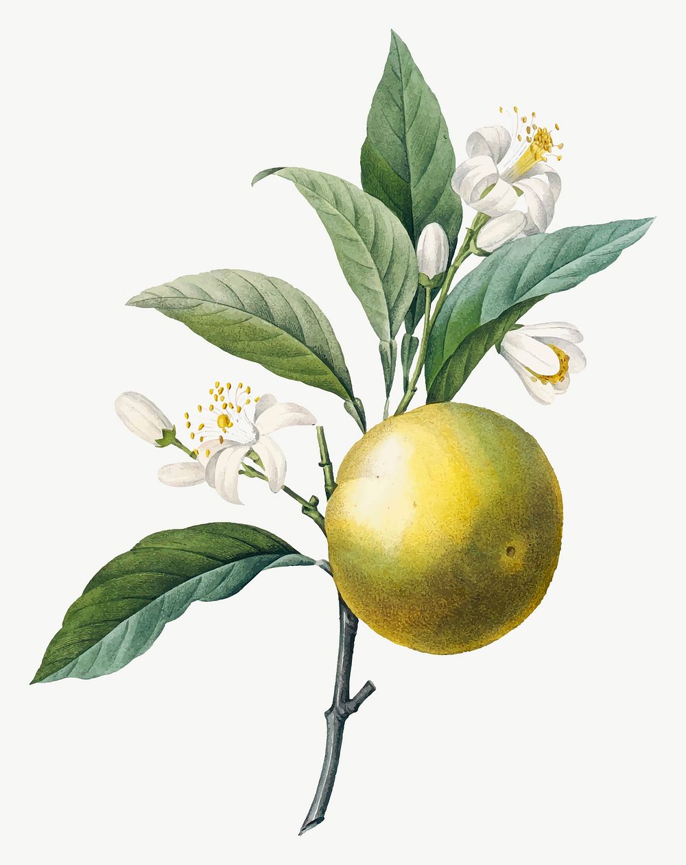 Orange fruit vector vintage botanical art print, remixed from artworks by Pierre-Joseph Redout&eacute;