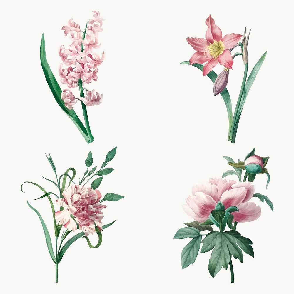 Botanical pink flower vector art print set, remixed from artworks by Pierre-Joseph Redout&eacute;