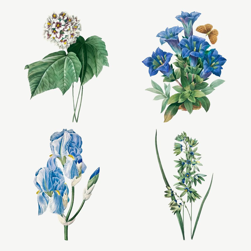 Blue flower vector vintage botanical illustration set, remixed from artworks by Pierre-Joseph Redout&eacute;