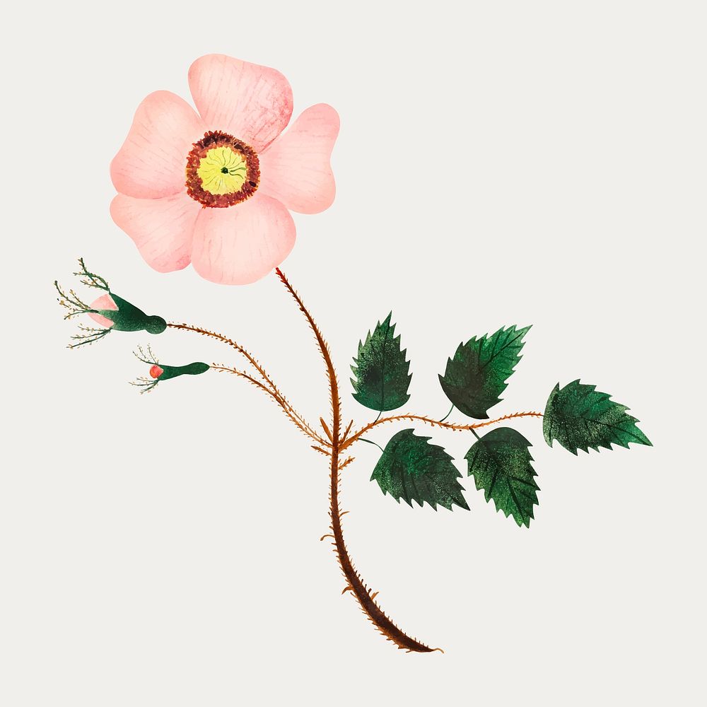 Wild rose vintage illustration vector