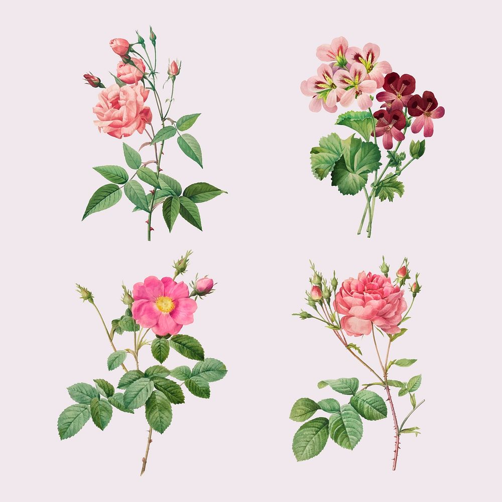 Vintage rose and geranium vector set