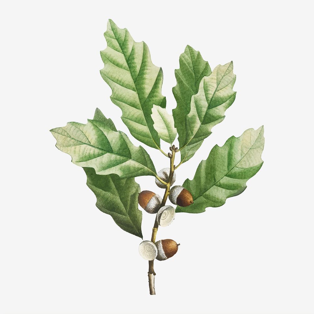 Illustration of Quercus muehlenbergii or Chinkapin Oak vector