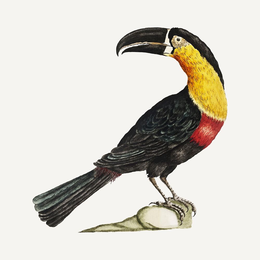Mangiapepe Toucan vintage illustration vector