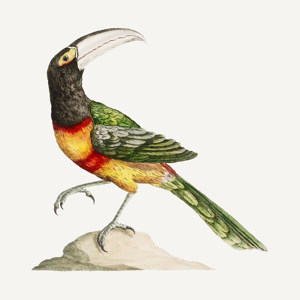Toucan vintage bird illustration vector