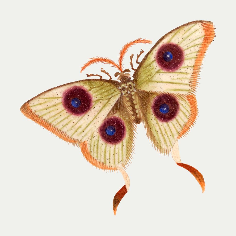 Moth insect vector vintage illustration