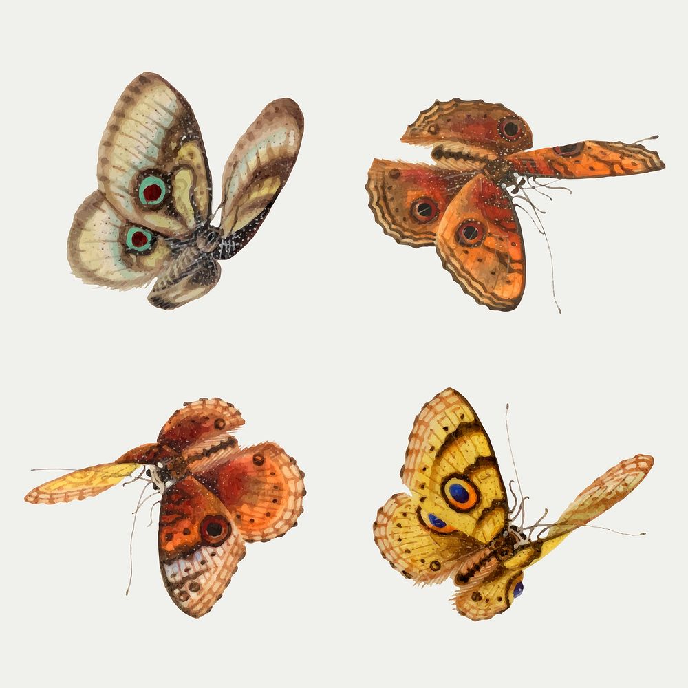 Butterfly and moth vector vintage drawing collection