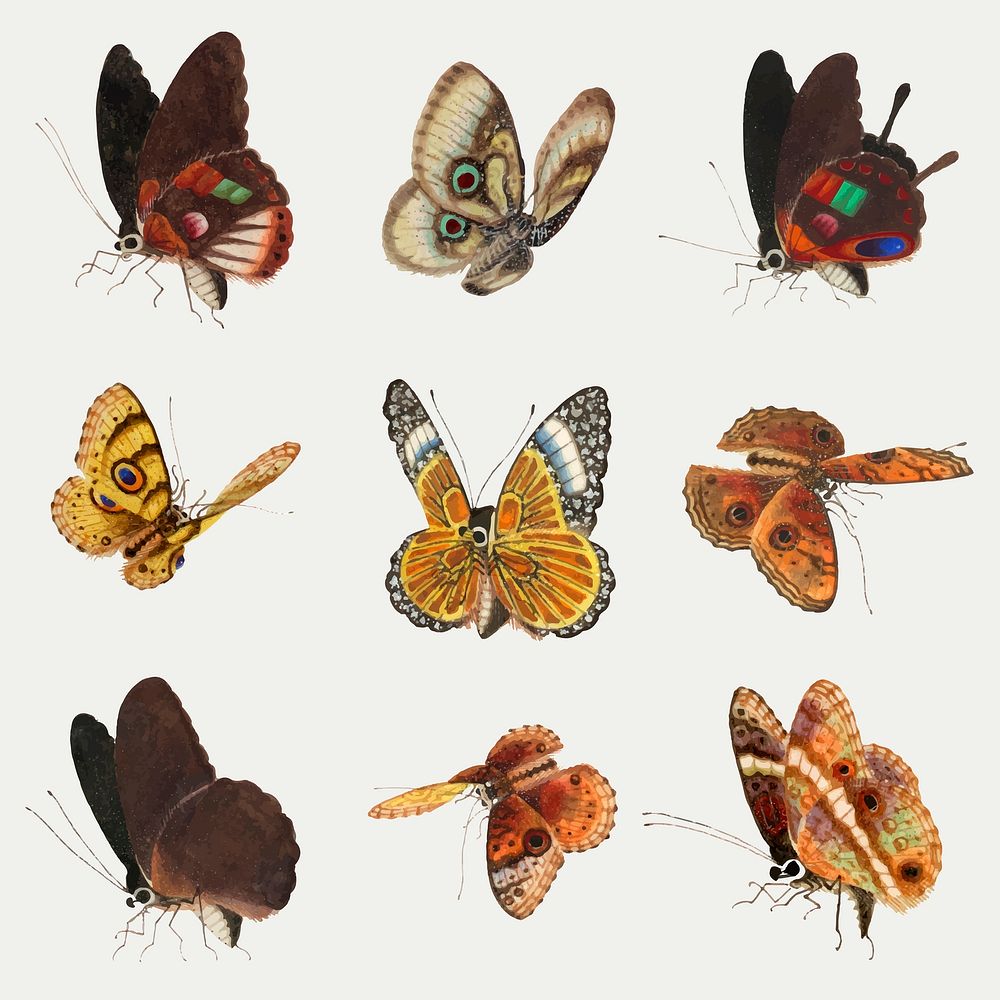 Butterfly and moth vector vintage drawing collection