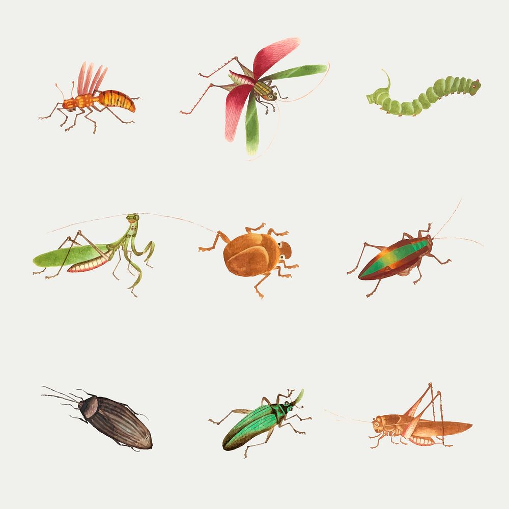 Grasshopper, bug and caterpillar vector vintage drawing collection