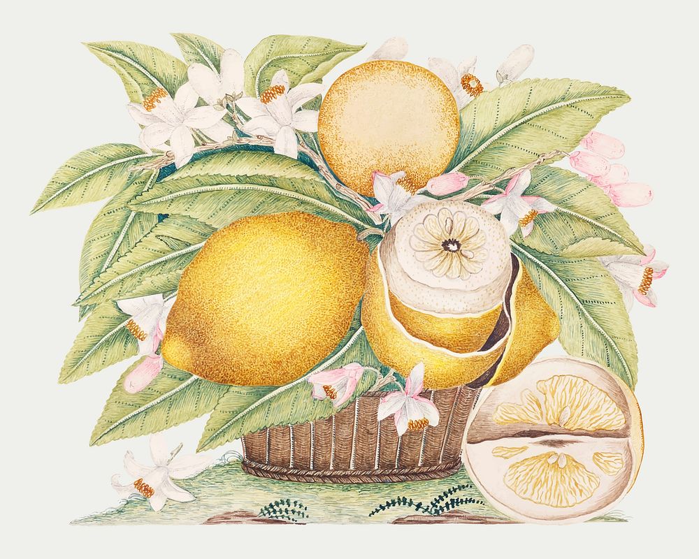 Lemons and blossoms in a basket vector, remixed from the 18th-century artworks from the Smithsonian archive.