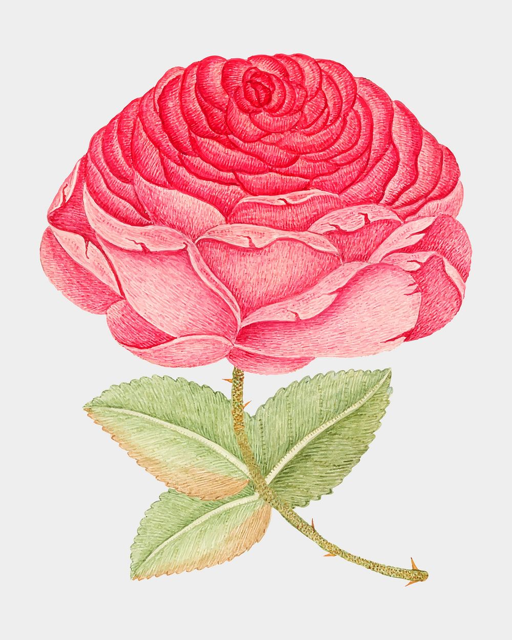 Vintage pink rose vector illustration, remixed from the 18th-century artworks from the Smithsonian archive.