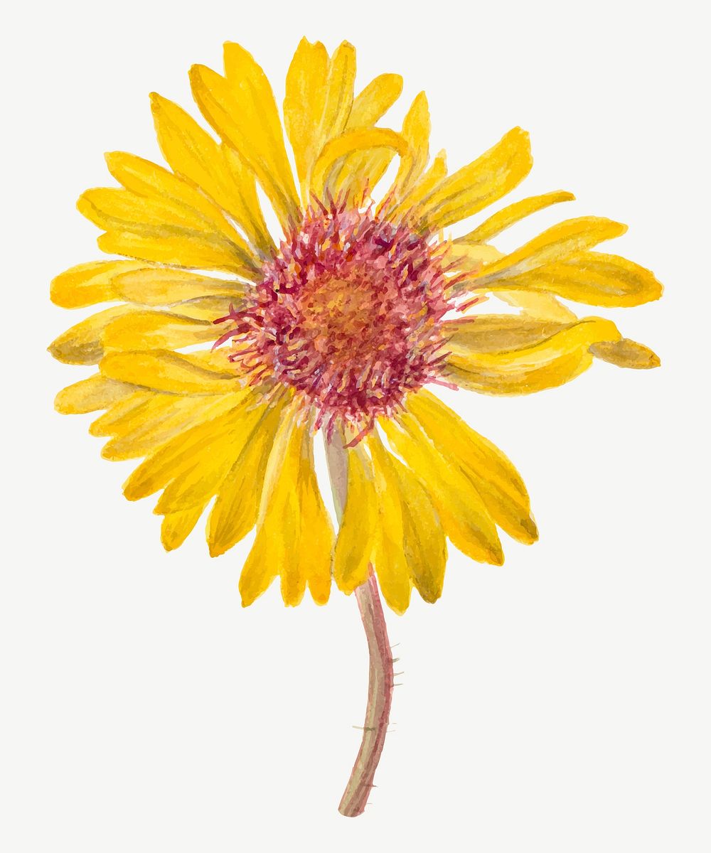 Perennial gaillardia vector botanical illustration watercolor, remixed from the artworks by Mary Vaux Walcott