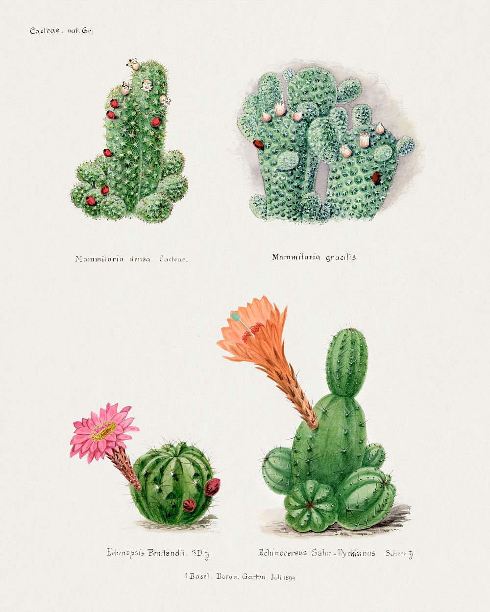 Assorted cacti. Digitally enhanced from our own original copy of Familie Der Cacteen (1893-1905). 