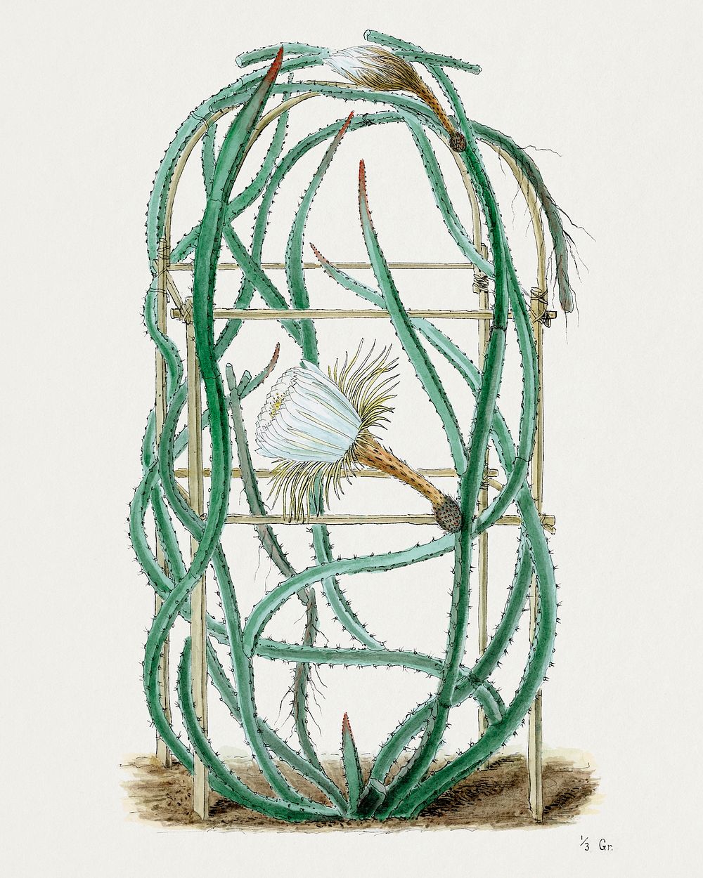 Snake cactus. Digitally enhanced from our own original copy of Familie Der Cacteen (1893-1905). 