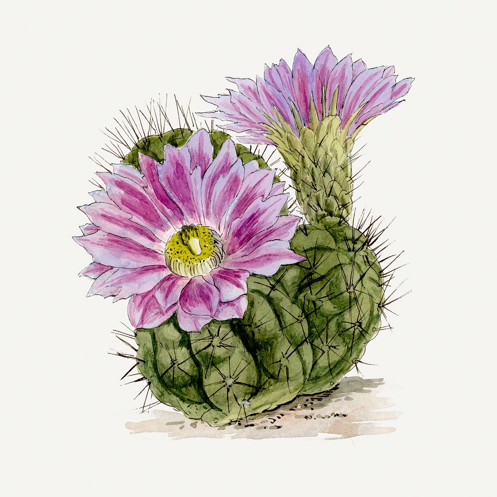 Vintage purple cactus illustration, classic floral drawing
