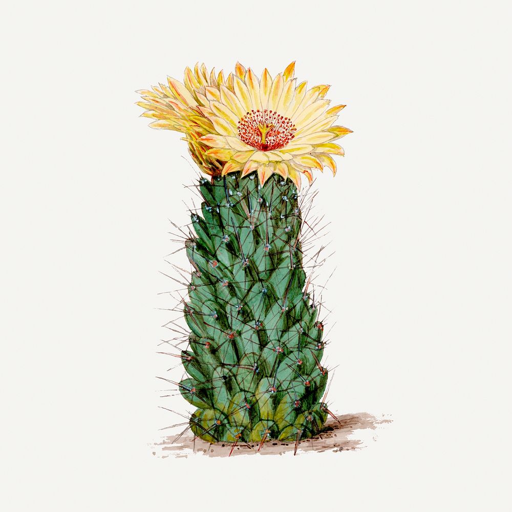 Beehive cactus illustration, classic floral drawing