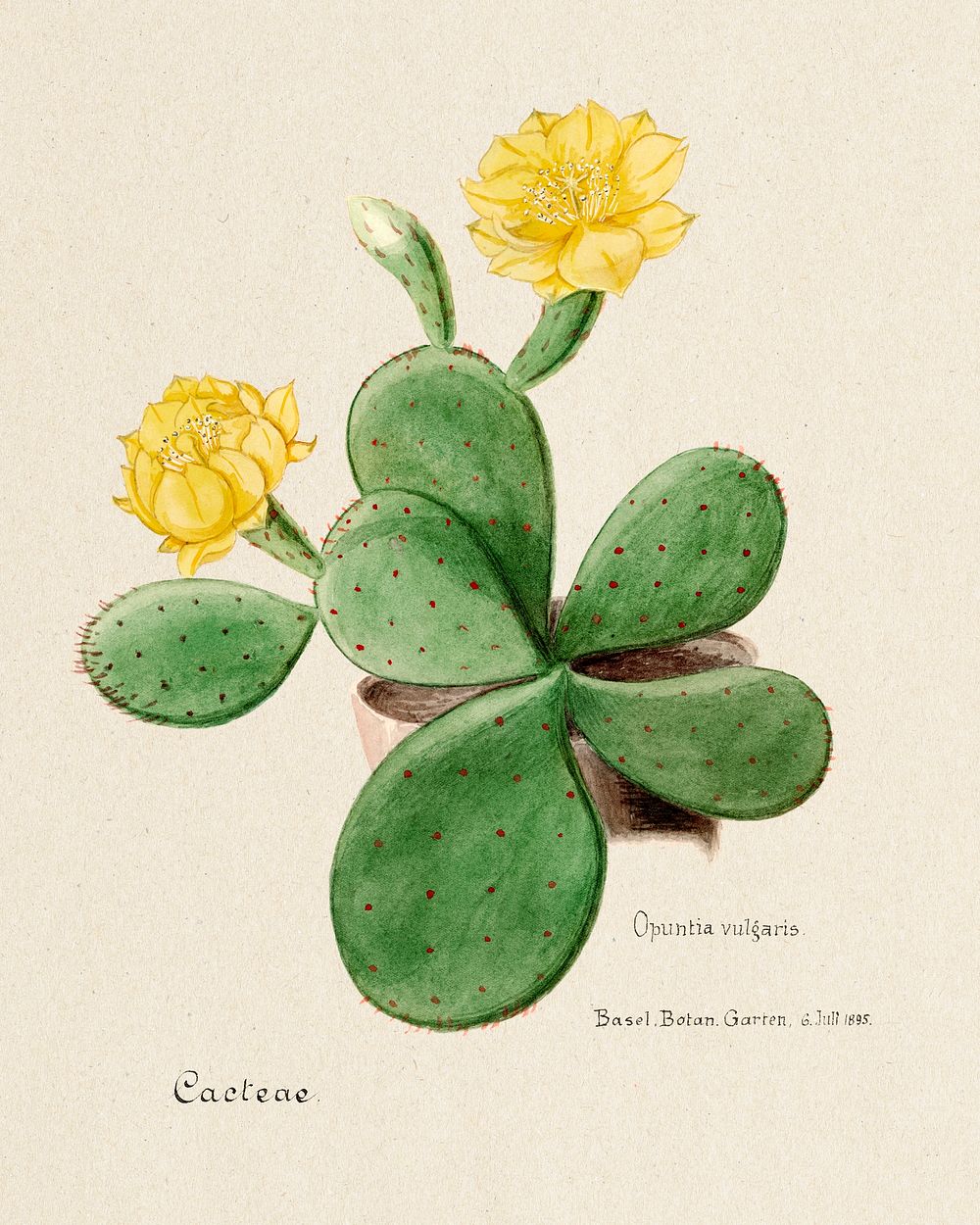 Eastern Prickly Pear cactus. Digitally enhanced from our own original copy of Familie Der Cacteen (1893-1905). 