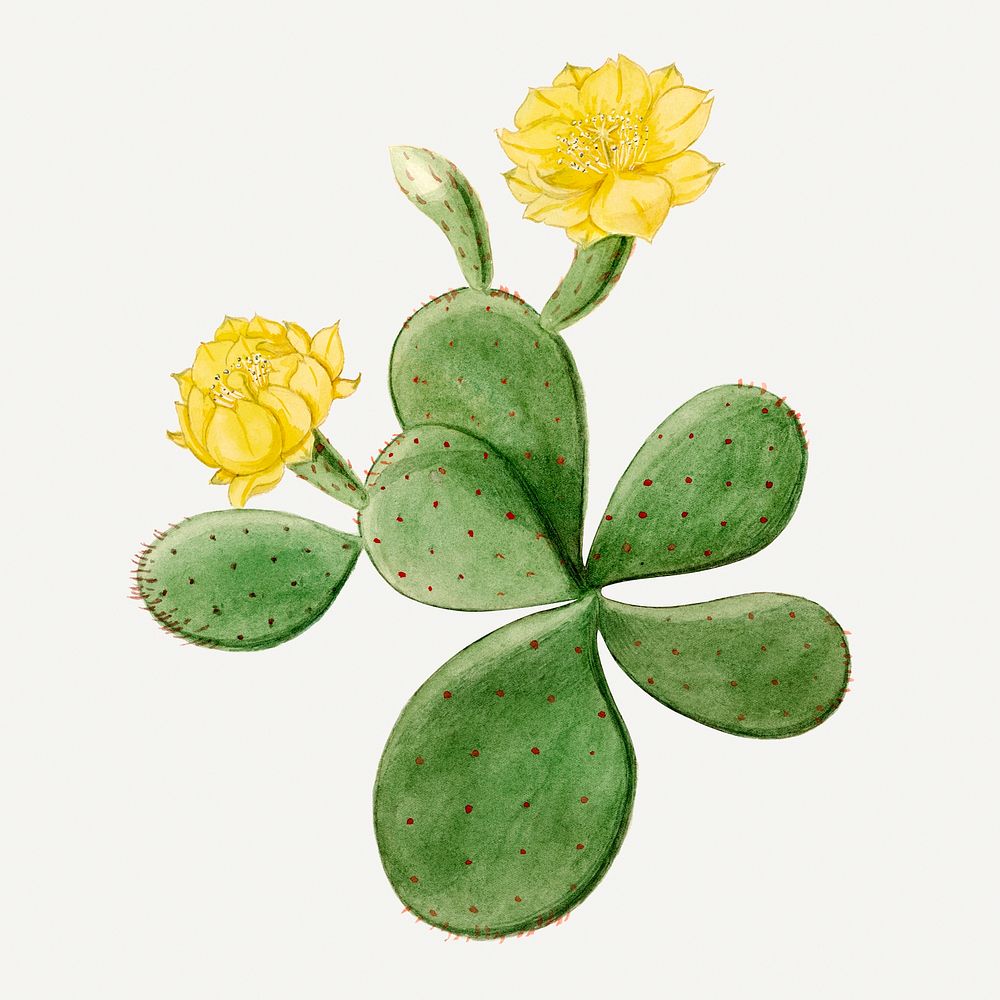 Eastern Prickly Pear cactus drawing, aesthetic vintage flower illustration