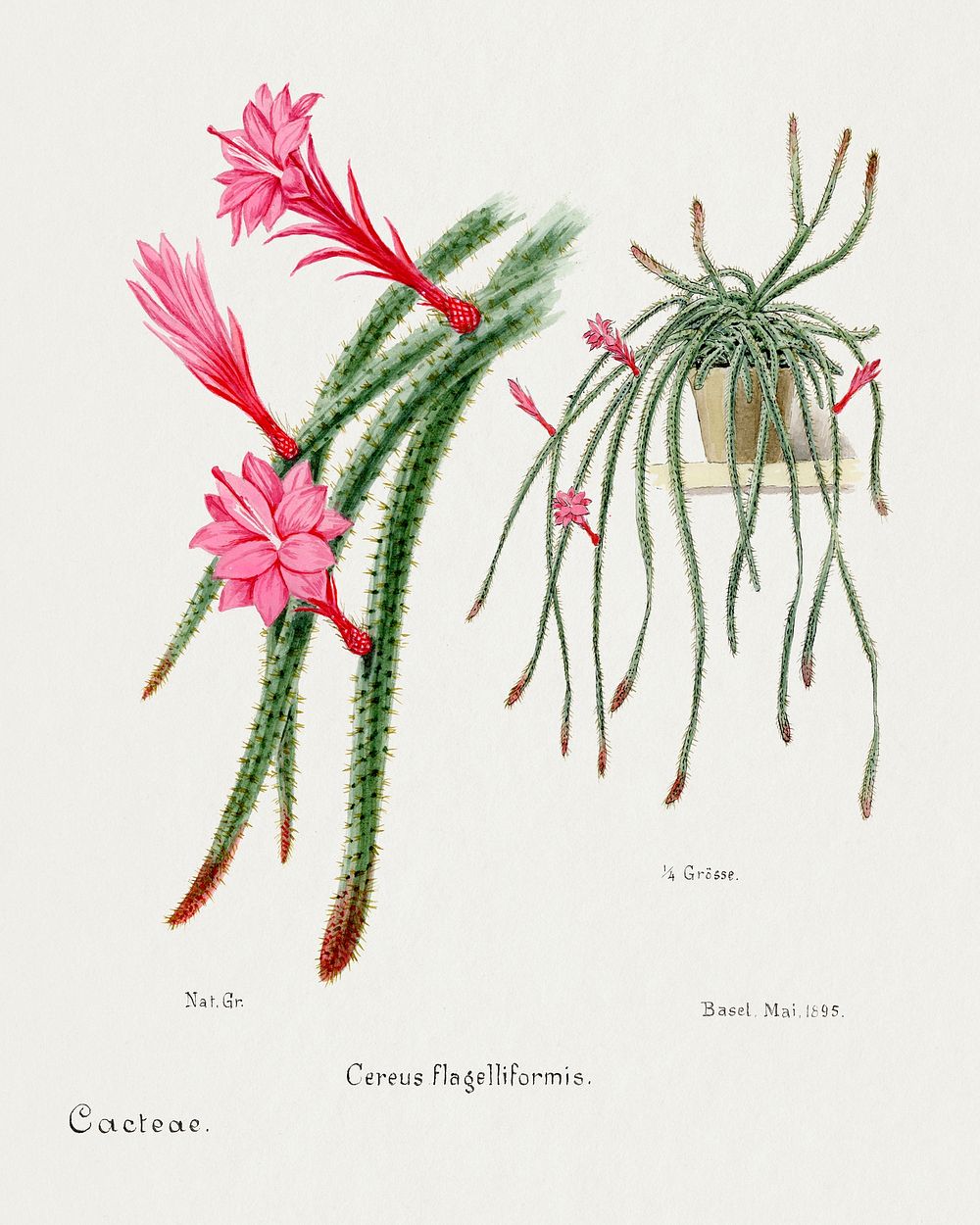 Rattail Cactus. Digitally enhanced from our own original copy of Familie Der Cacteen (1893-1905). 