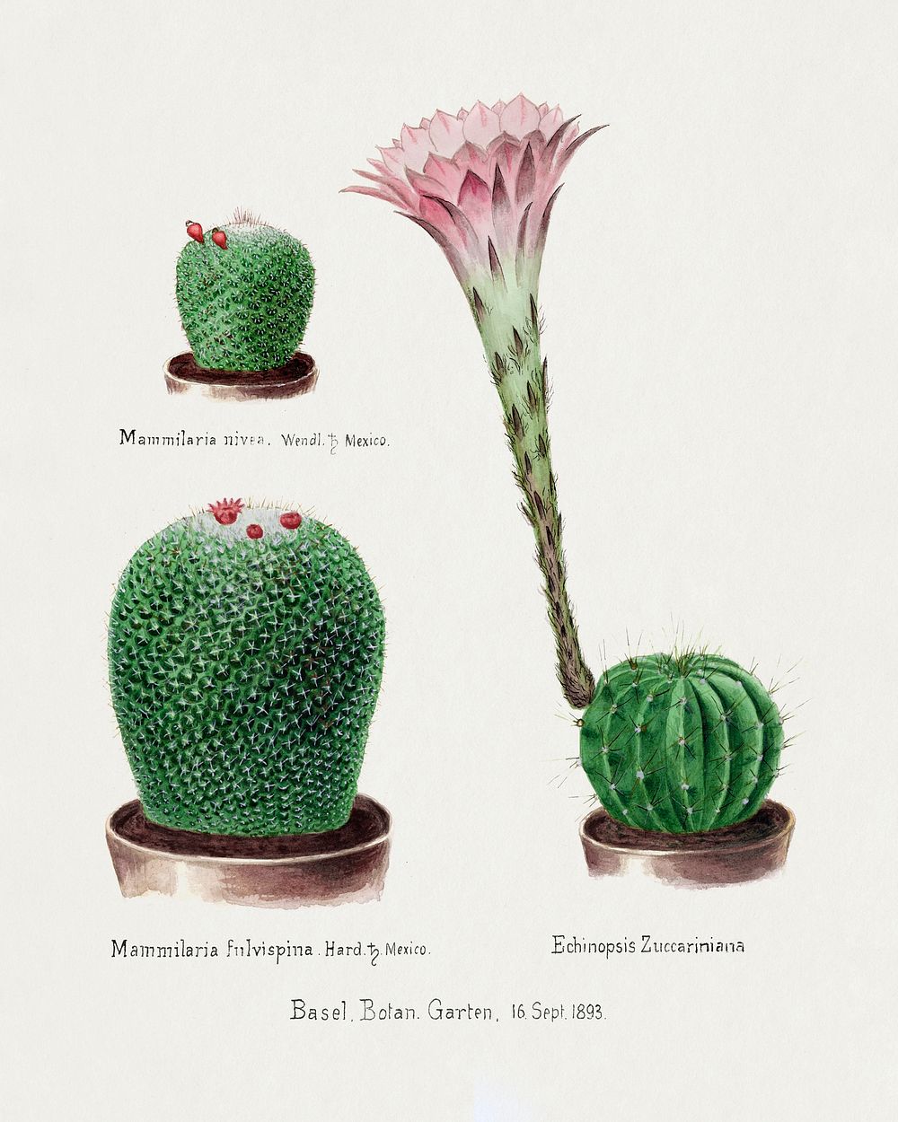 Rainbow Pincushion cactus and Easter lily. Digitally enhanced from our own original copy of Familie Der Cacteen (1893-1905). 