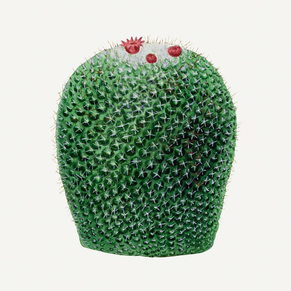 Cactus drawing, vintage botanical illustration