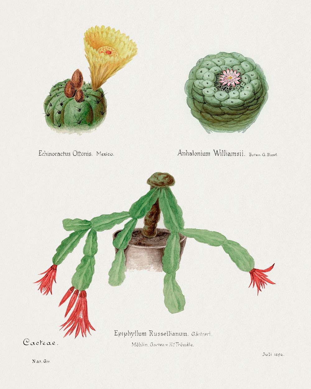 Peyote, Indian head and Christmas cactus.  Digitally enhanced from our own original copy of Familie Der Cacteen (1893-1905). 
