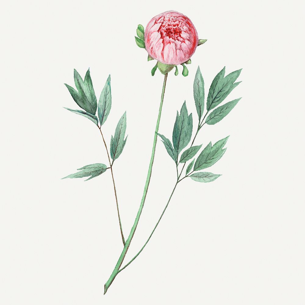 Vintage Moutan peony illustration, classic floral drawing