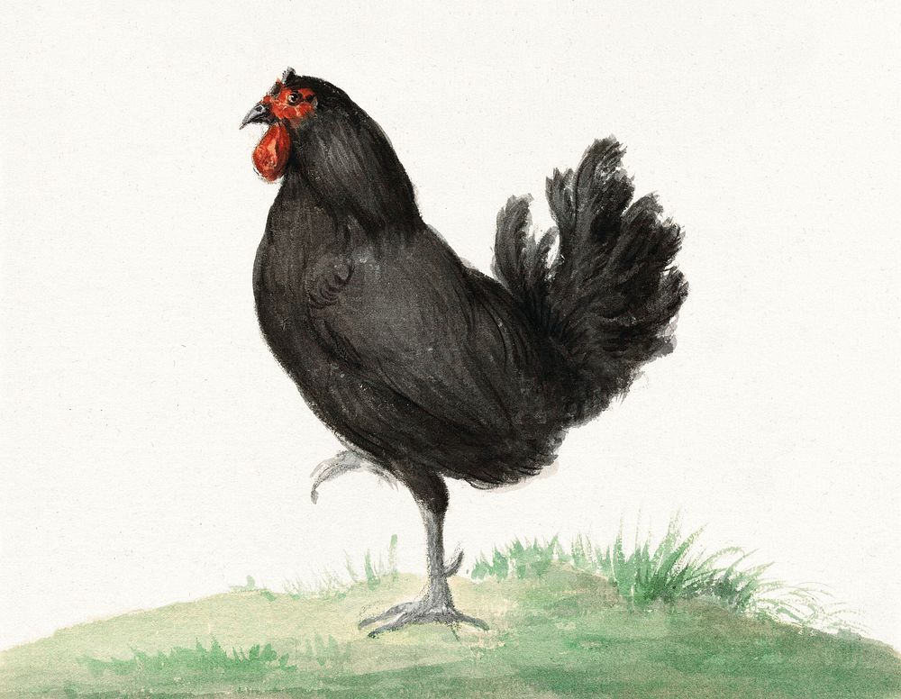 Standing black chicken (1775&ndash;1833) drawing in high resolution by Jean Bernard. Original from the Rijksmuseum.…