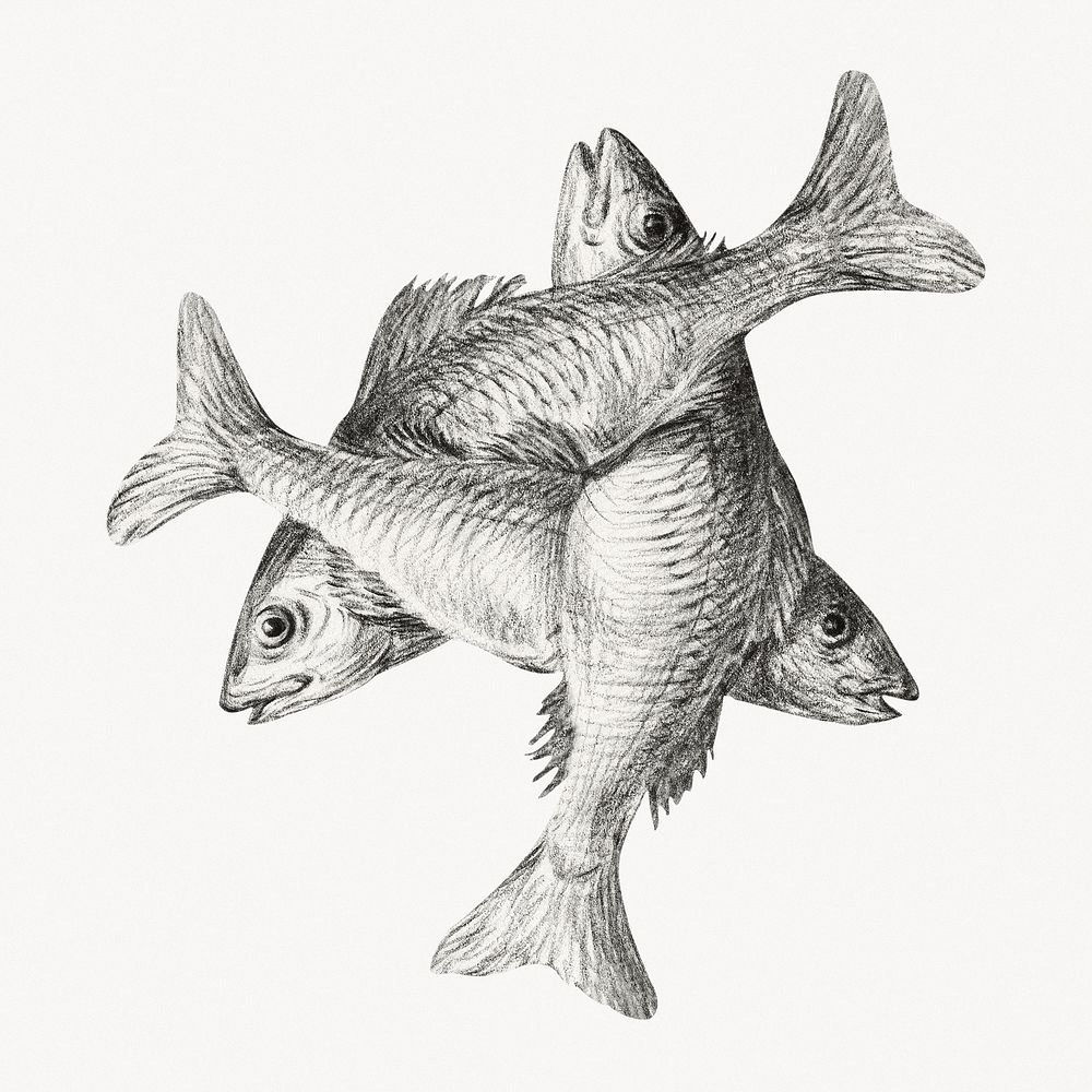 Three fishes, Jean Bernard's vintage illustration