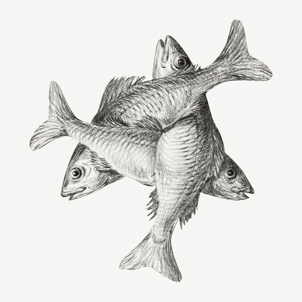 Three fishes collage element, Jean Bernard's vintage illustration psd