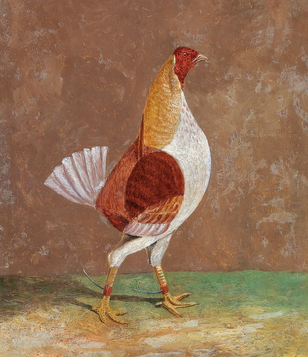 Fighting Cocks: a Pale-Breasted Fighting Cock, Facing Rght (1829) painting in high resolution by John Frederick Herring.…