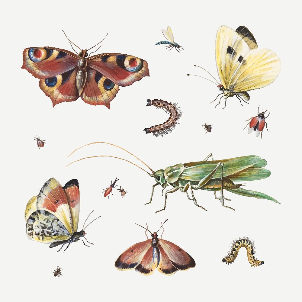 Insects, butterflies, grasshopper vector set, remixed from artworks by Jan van Kessel