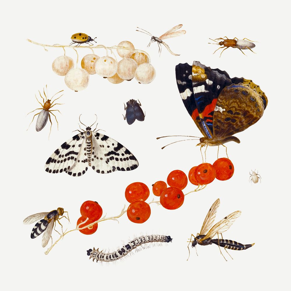 Insects, butterflies, bug vector set, remixed from artworks by Jan van Kessel