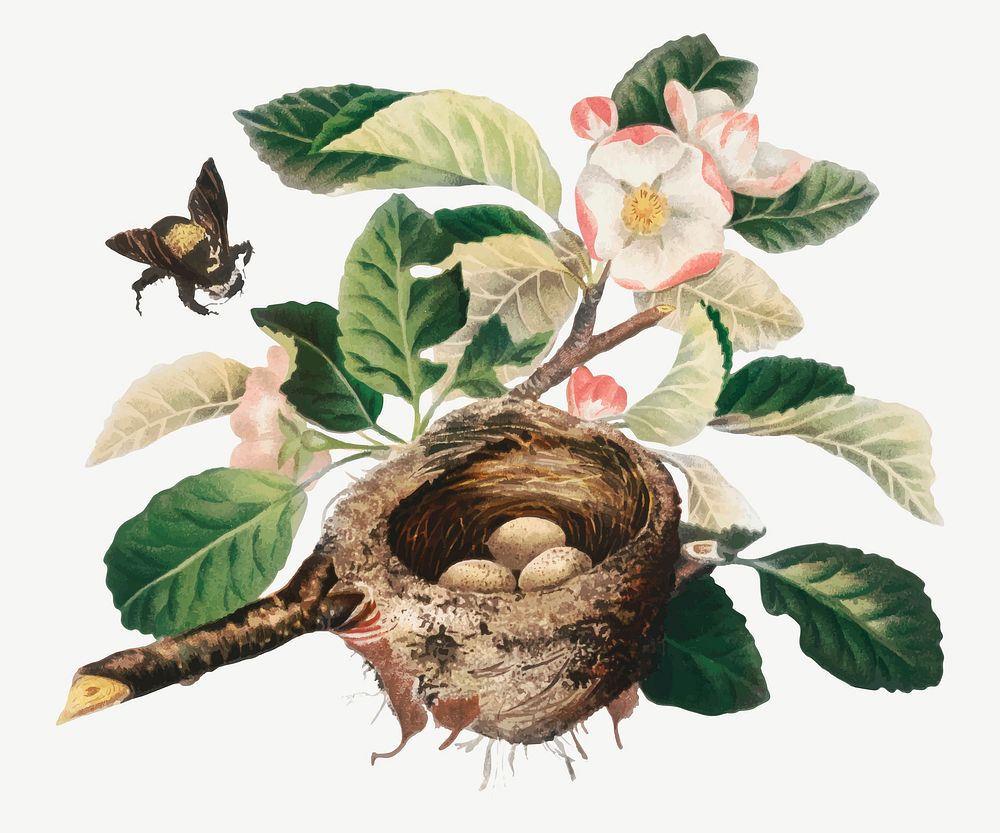 Vintage apple blossoms and bird's nest illustration vector, remix from artworks by L. Prang & Co.
