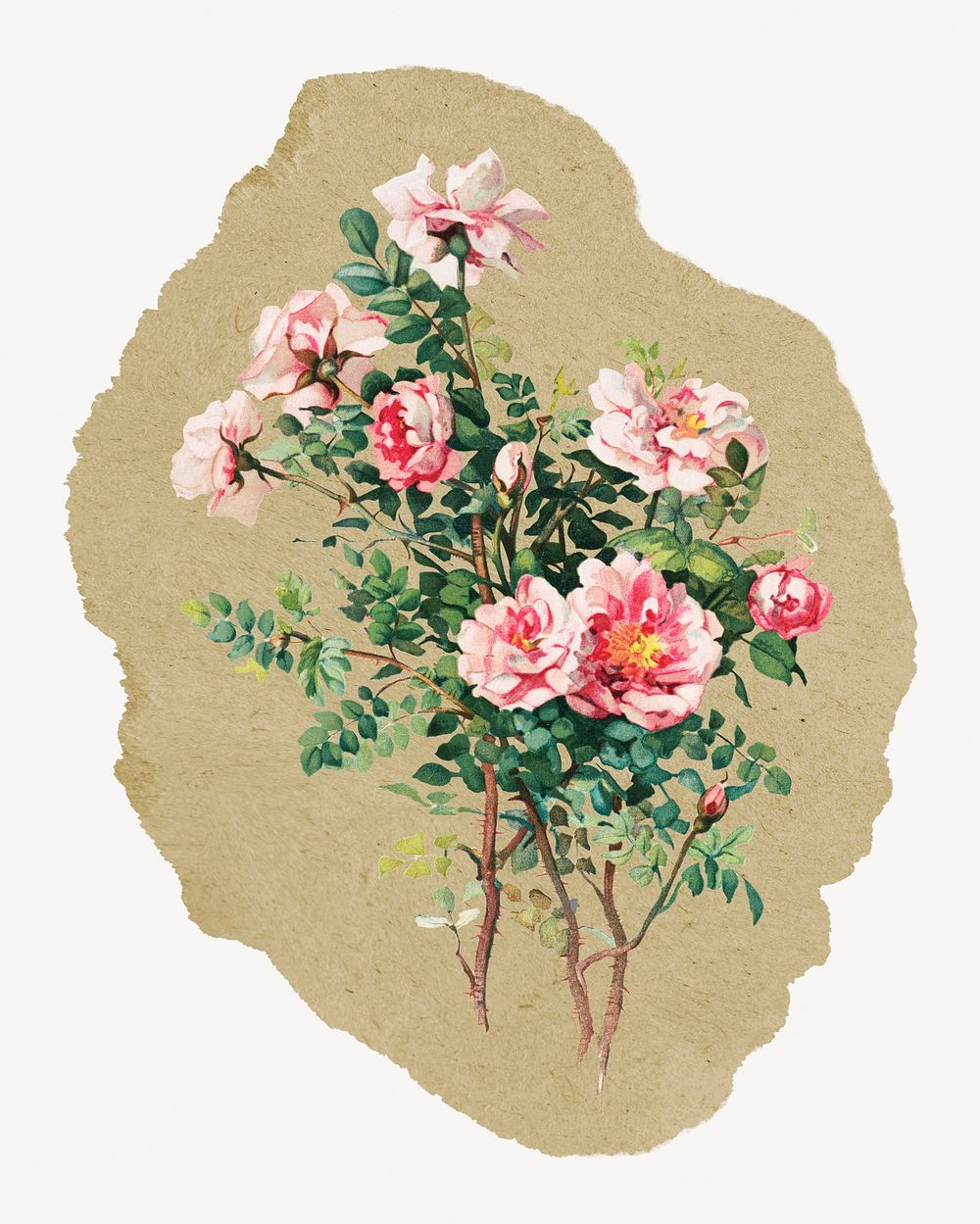 Rose illustration, vintage artwork, ripped paper badge