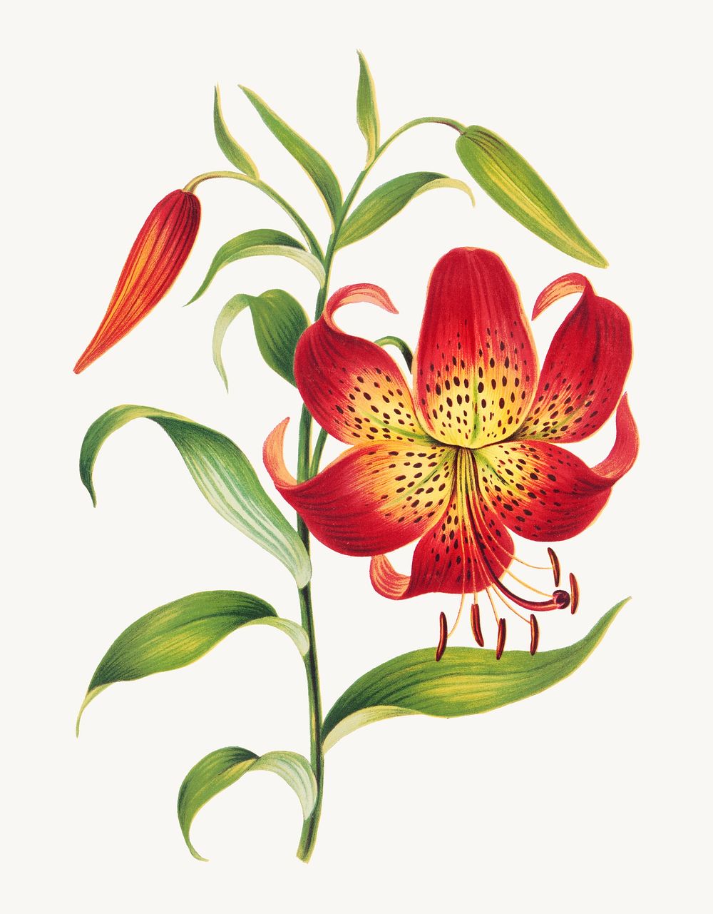 Vintage red lily flower botanical illustration, remix from artworks by L. Prang & Co.