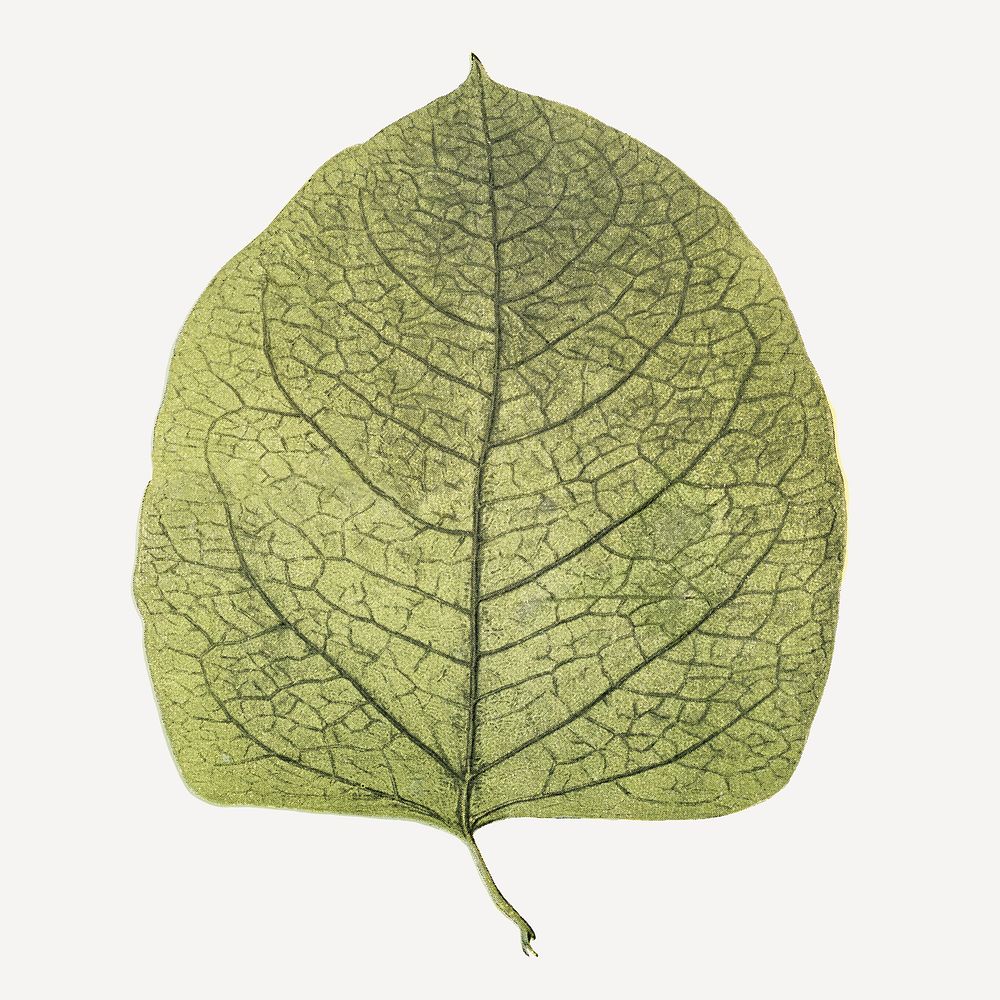 Vintage leaf botanical illustration, remix from Weltall und Menschheit book