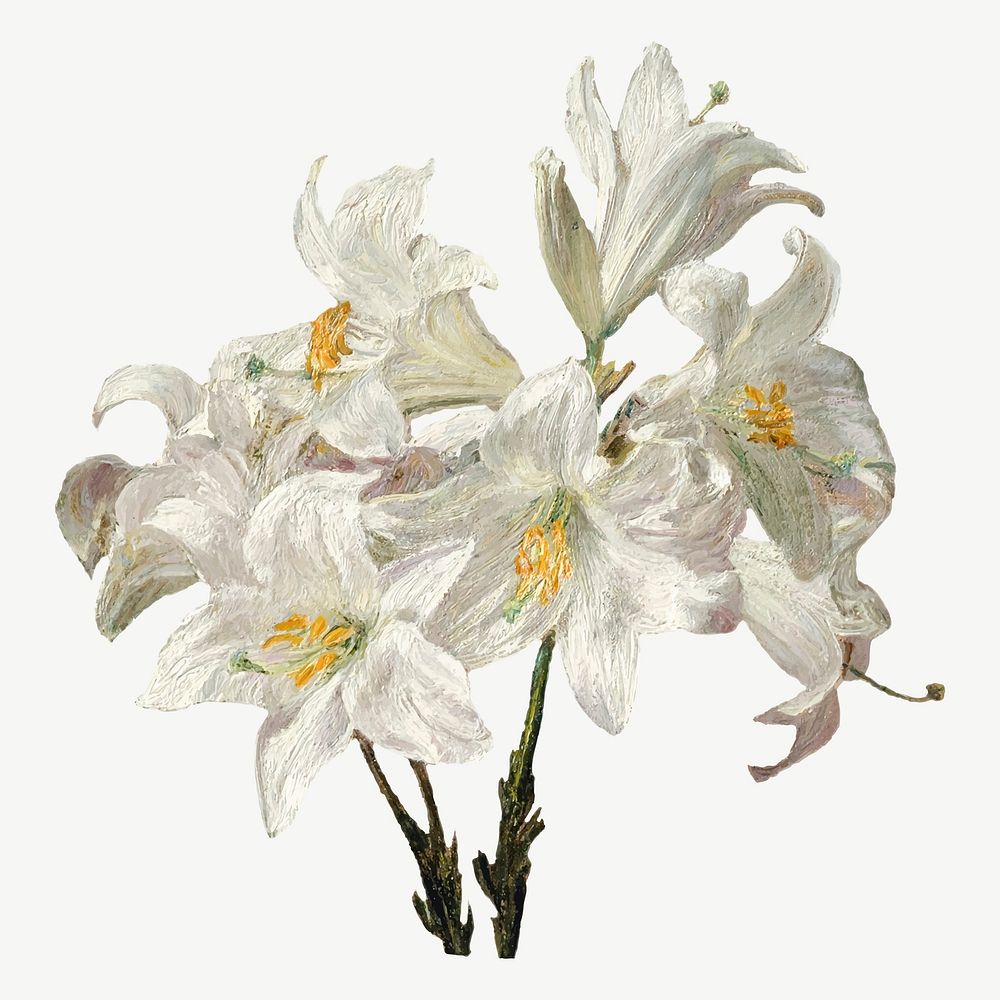 Vintage lily flower botanical illustration vector, remix from artworks by Henri Fantin&ndash;Latour