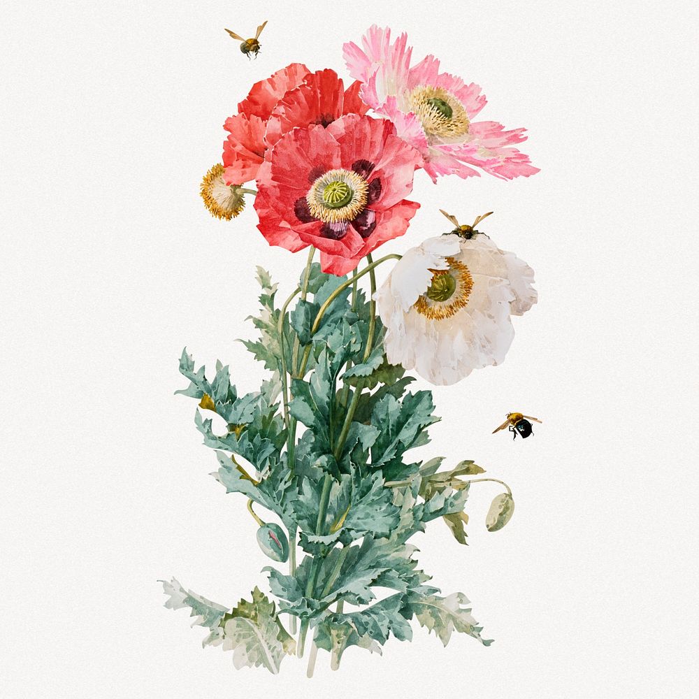 Poppy flowers collage element, aesthetic vintage illustration psd