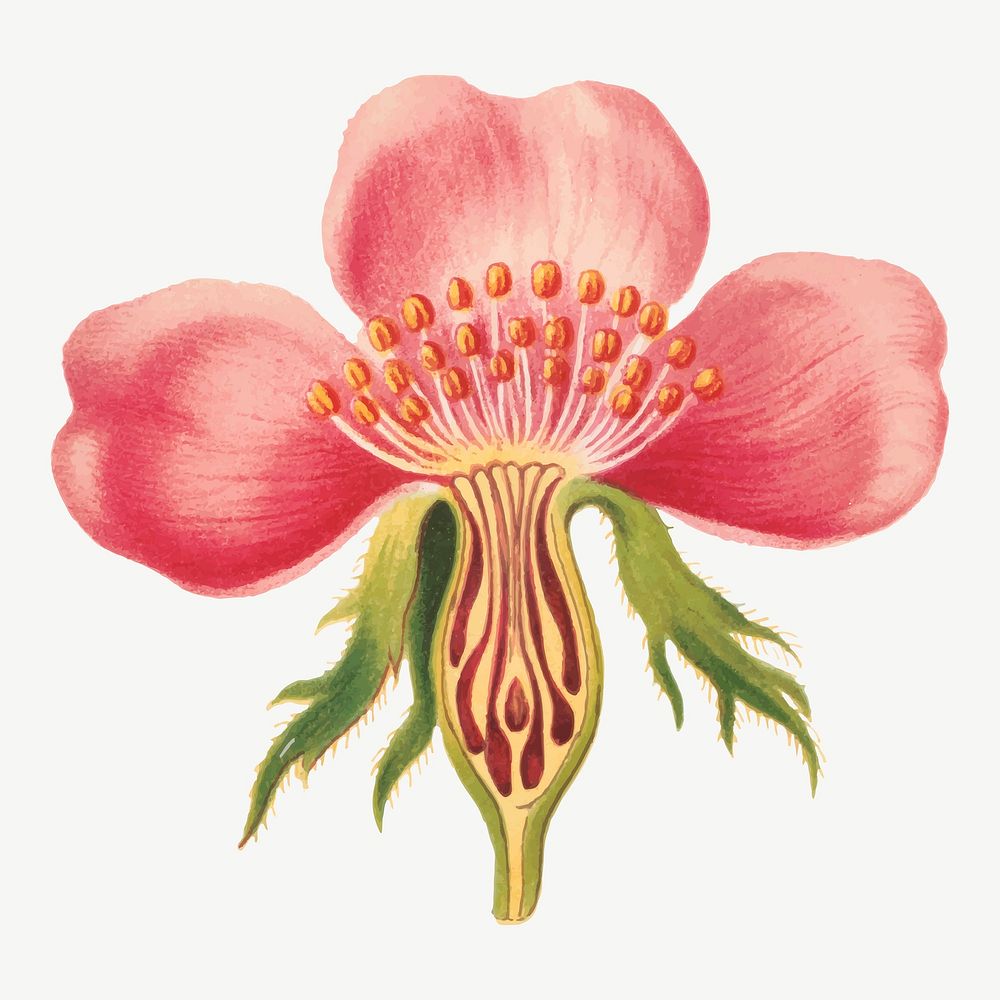 Vintage rose flower part botanical illustration vector, remix from artworks by L. Prang & Co.
