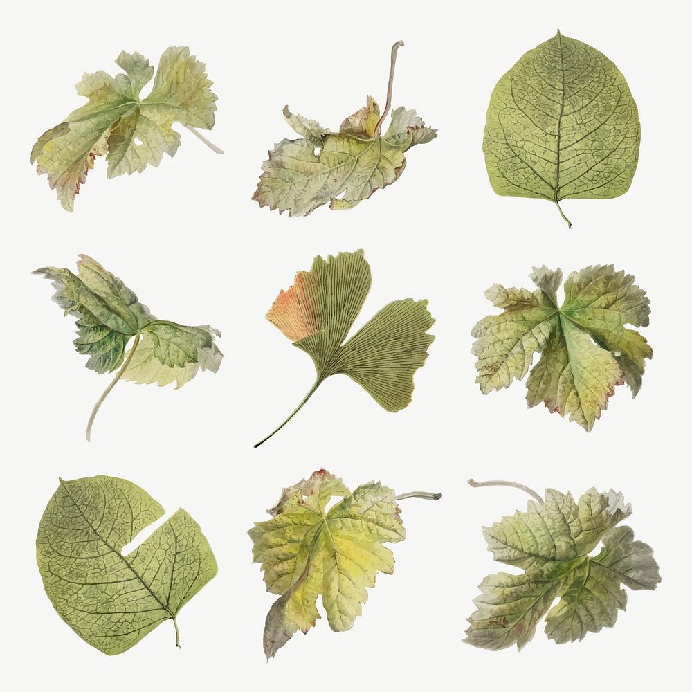 Vintage leaf botanical illustration vector set