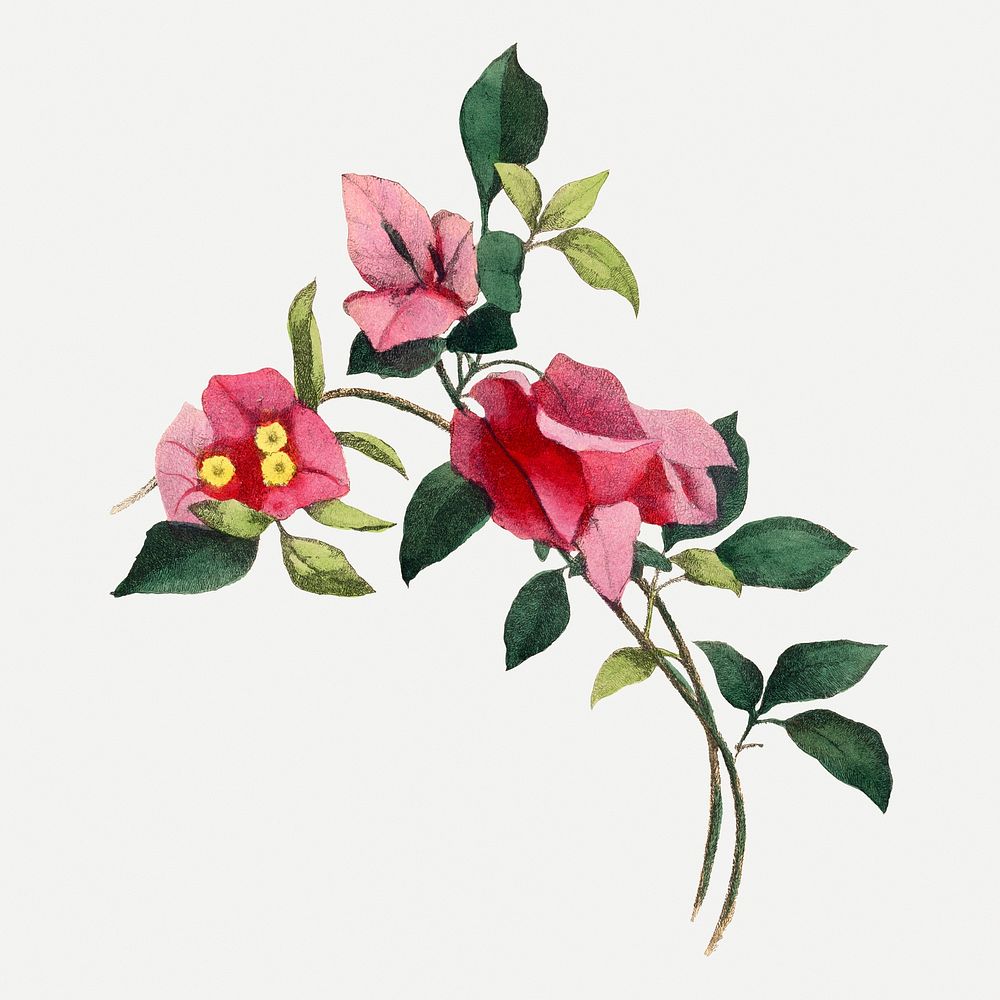 Bougainvillea flower illustration, aesthetic painting | Premium PSD ...