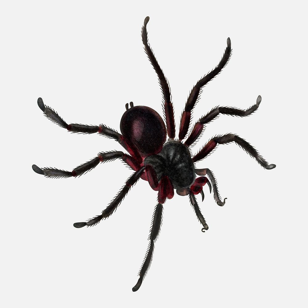 Spider collage element, vintage insect illustration psd