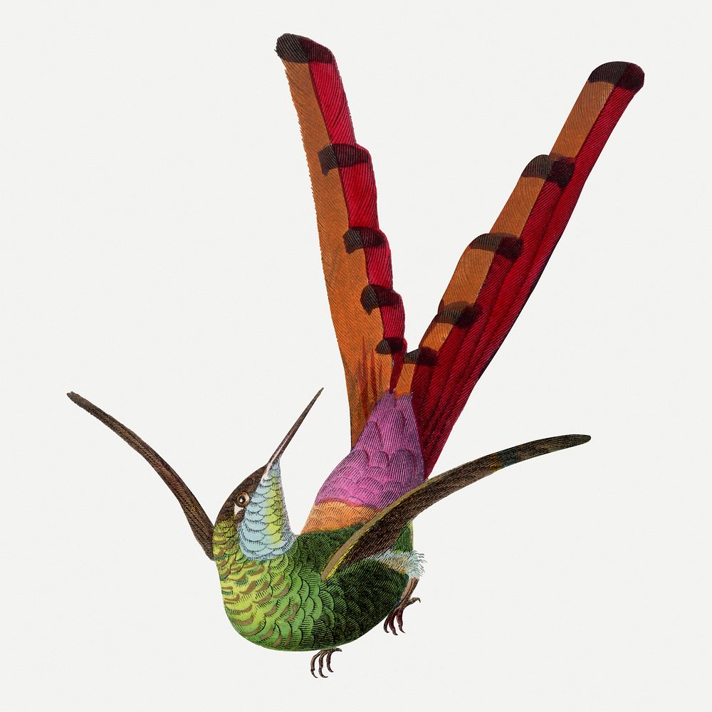Hummingbird illustration, vintage aesthetic painting psd