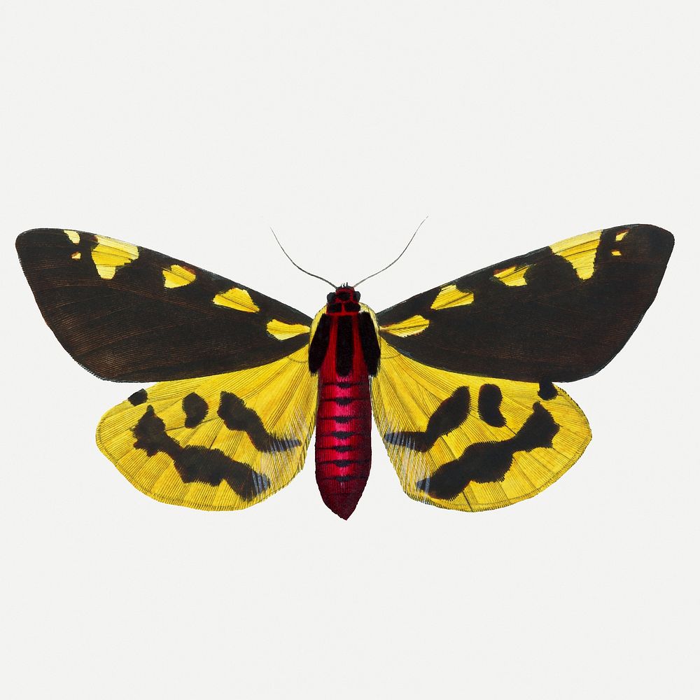 Moth illustration, aesthetic painting psd