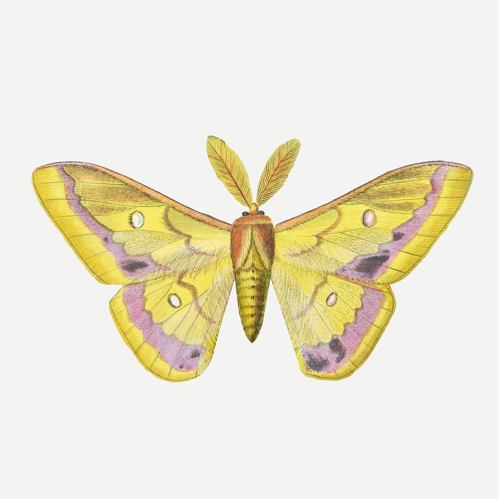 Moth illustration, aesthetic painting psd