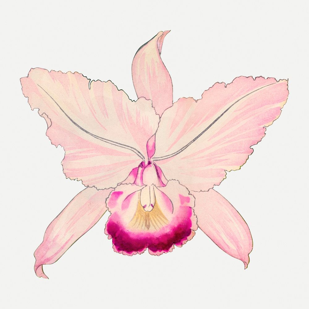 Oncidium orchid flower collage element, vintage Japanese art psd