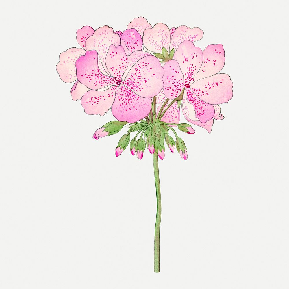 Pink geranium flower illustration, vintage Japanese art psd