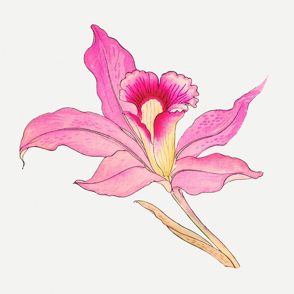 Pink laelia orchid flower illustration, vintage Japanese art psd