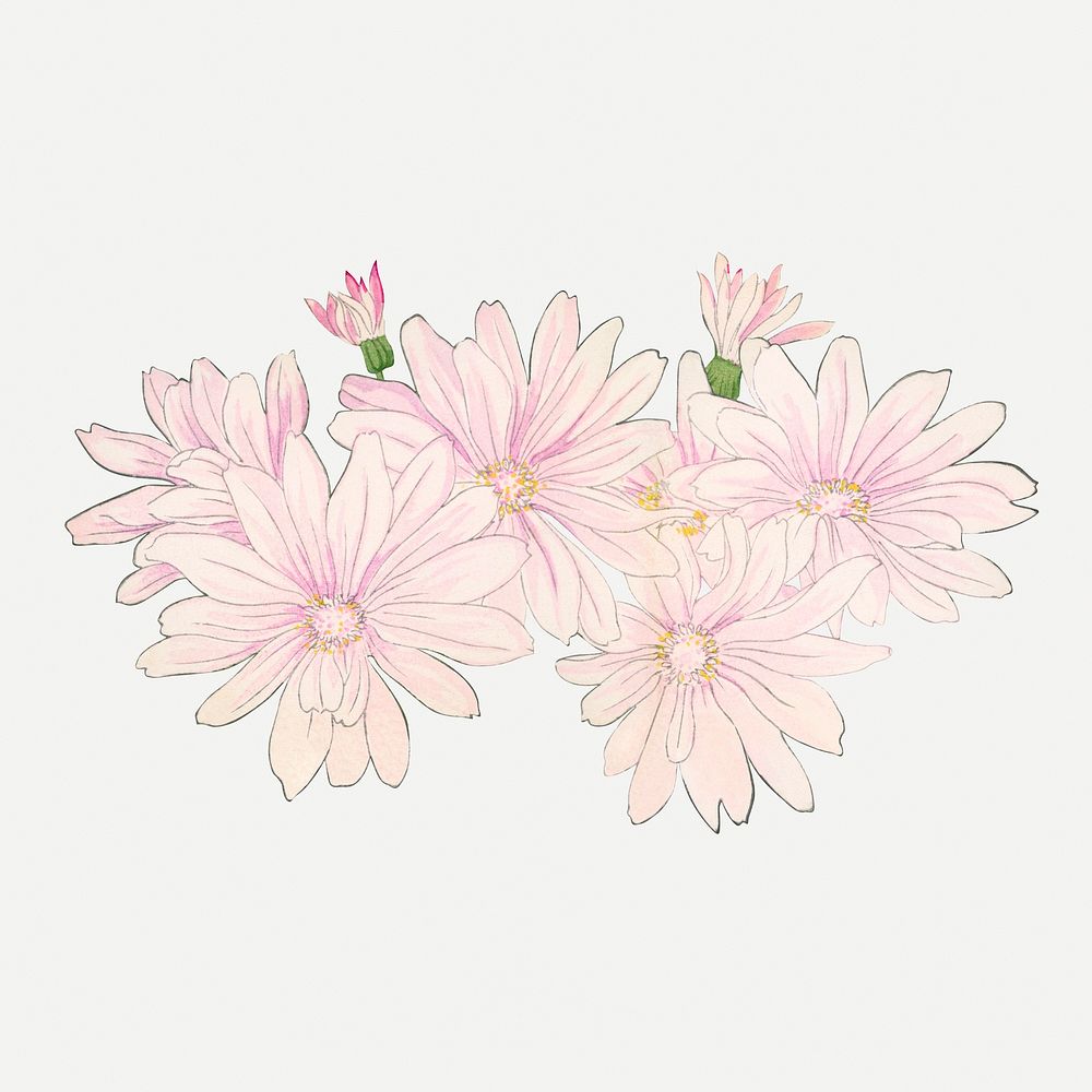 Cineraria flower collage element, vintage Japanese art psd